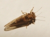 Cacopsylla sp.