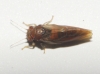 Cacopsylla sp.