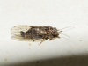 Cacopsylla sp.