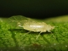 Calaphidinae