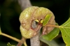 Camarotoscena speciosa Camarotoscena speciosa