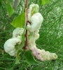 Camarotoscena speciosa Camarotoscena speciosa