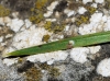 Carulaspis minima