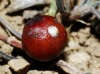 Carulaspis minima