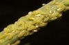 Cavariella aegopodii