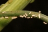 Cavariella aegopodii