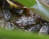 Cinara maghrebica