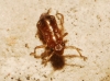 Cinara sp.
