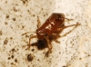 Cinara sp.