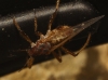 Cinara sp. Cinara sp.