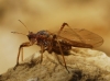 Cinara sp. Cinara sp.