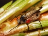 Cinara sp. Cinara sp.