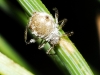 Cinara sp. Cinara sp.