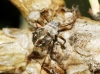 Cinara sp. Cinara sp.