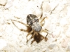 Cinara sp. Cinara sp.