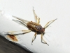 Cinara sp. Cinara sp.