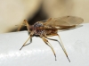 Cinara sp. Cinara sp.
