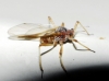 Cinara sp. Cinara sp.