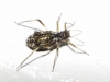 Cinara sp. Cinara sp.