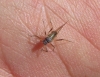 Cinara sp. Cinara sp.