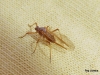 Cinara sp. Cinara sp.
