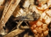 Cinara sp. Cinara sp.