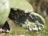 Dactylopius opuntiae