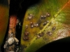Diaspidiotus botanicus