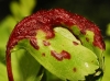 Dysaphis crataegi