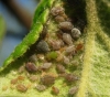 Dysaphis plantaginea