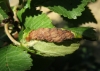 Eriosoma ulmi/E. grossulariae