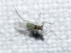 Eulachnus nigricola