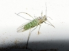 Eulachnus nigricola