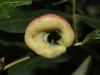 Forda formicaria