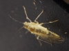 Hoplocallis picta