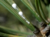 Leucaspis lowi