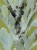 Macrosiphoniella absinthii