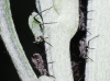 Macrosiphoniella absinthii