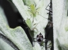 Macrosiphoniella absinthii