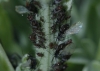 Macrosiphoniella absinthii