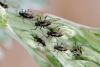 Macrosiphoniella absinthii