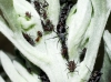 Macrosiphoniella absinthii