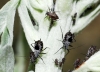 Macrosiphoniella absinthii