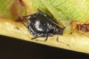 Myzus cerasi