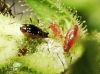 Nasonovia sp.