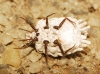 Orthezia urticae