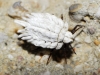 Orthezia urticae