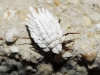 Orthezia urticae