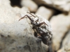 Orthezia urticae