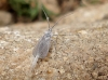 Orthezia urticae